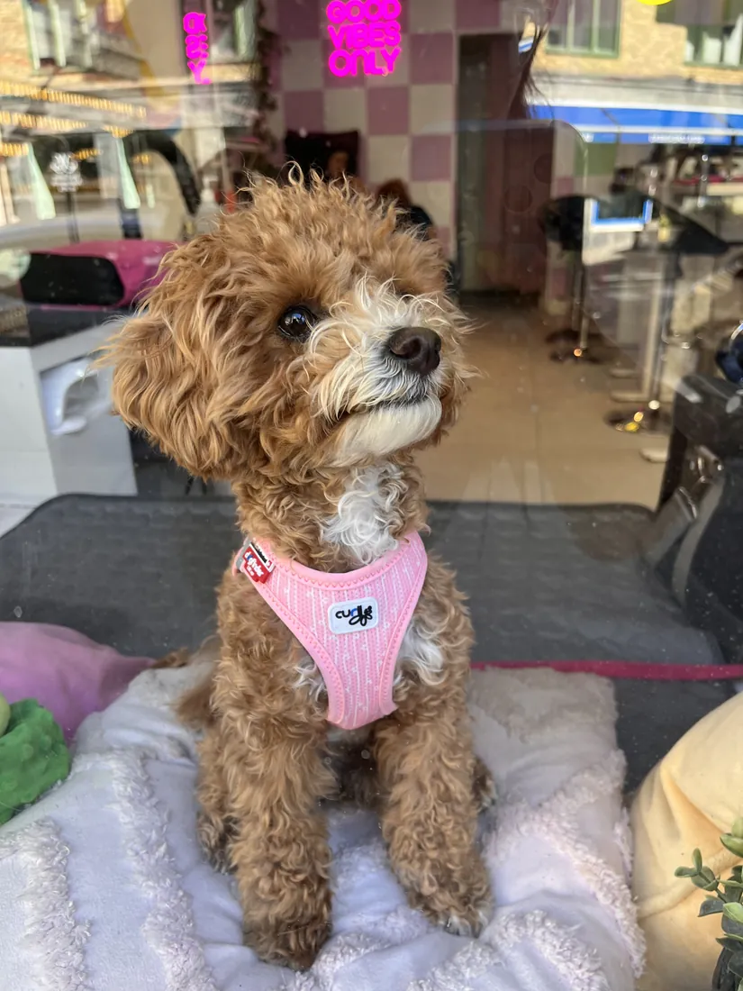 Studiohund hos Polish Nailbar