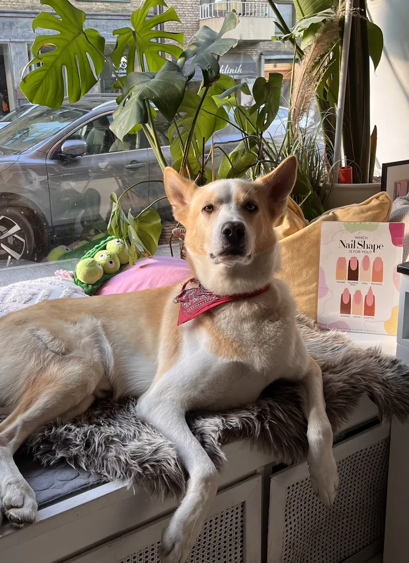 Studiohund hos Polish Nailbar